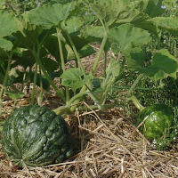 Zucchine tonde